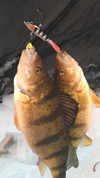 Panfish are King! Choosing the Right Panfish Lures - Custom Jigs & Spins