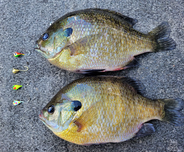 The 7mm Chekai is great above the thermocline for large suspended bluegill!