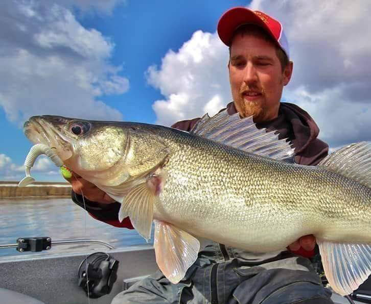 Ben Gilbertson went jigging for walleye and caught this beauty! See the paddletail in the walleye's mouth?