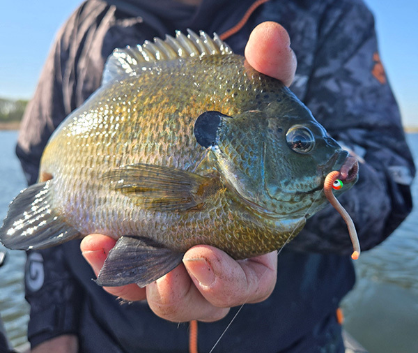 Big Bluebill fish