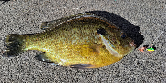 A reallly big 'gill on the ice