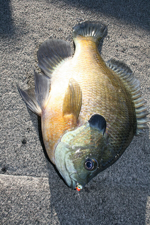 A very big bluegill caught with Authentix plastics