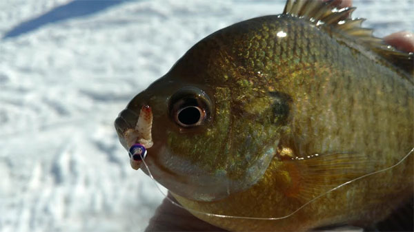 Man holding up a bluegill he just caught