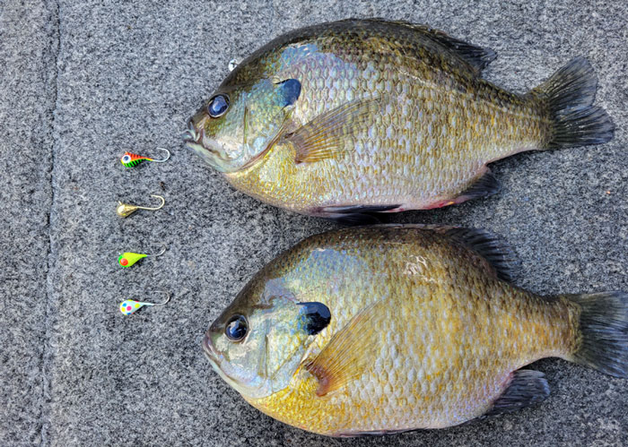 Bluegill with Jig