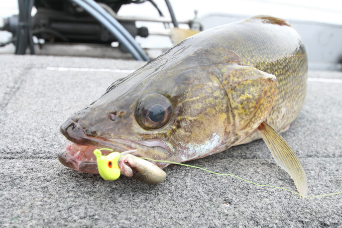 Our Favorite Walleye Jigs & Plastics for Spring 2020 - Custom Jigs