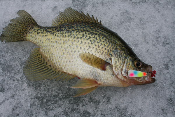 The wonderglow 1/8th ounce Slender Spoon is great for crappie, white bass and walleye!