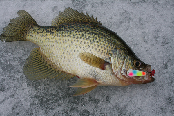 Winter-Crappies-600.jpg