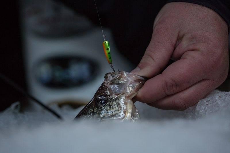 closeup of Slender Spoon in crappie's mouth