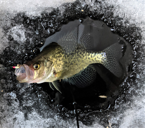 What's for dinner tonight! A big ol' crappie with the Demon Jigging Spoon still in his mouth!