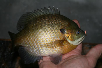 Bluegill and Sunfish Hook