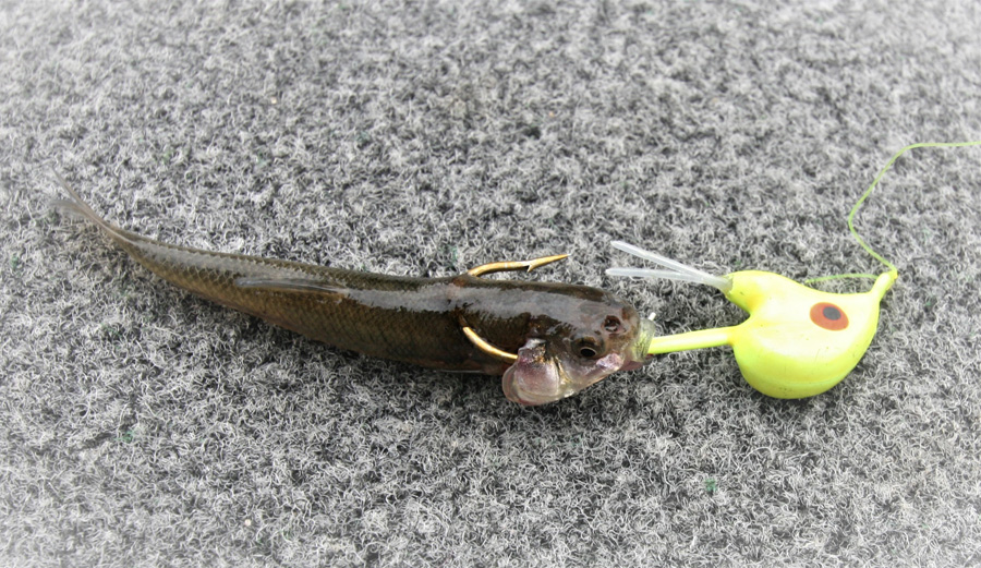  Draggin Jig & Minnow for the walleye angler in you