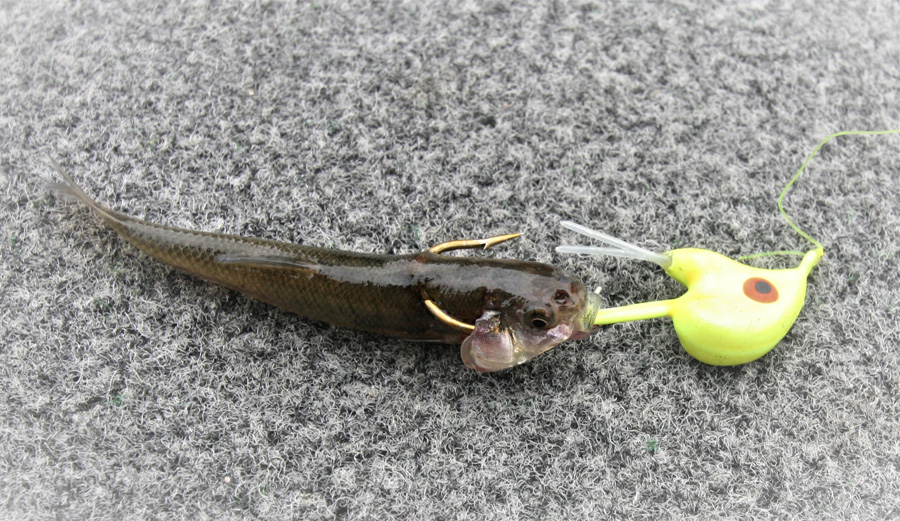 Jigging with Plastic for Walleyes and Sauger Right Now! - MidWest