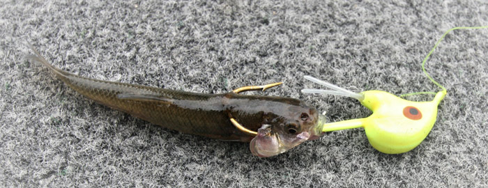 Snap-jigging plastics for shallow fall walleyes – Target Walleye