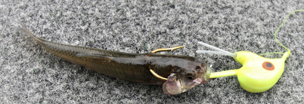 Livescoping Walleye on AuthentX Paddletails- Plus Bonus White Bass Action  on Bladebaits! - Custom Jigs & Spins