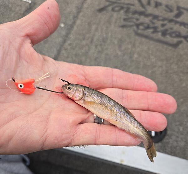 Draggin’ Jig and Minnow