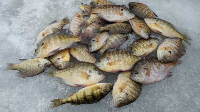 A tasty pile of crappie on the ice