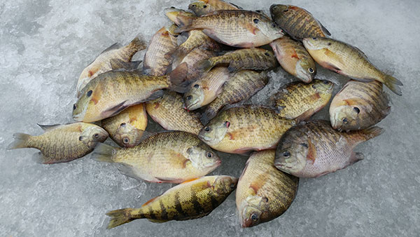 8 PIECE PANFISH ICE FISH'N KIT 