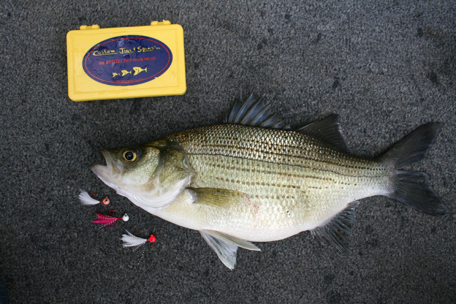 Spring Fishing in May: Multi Species Action on Jigs! - Custom Jigs & Spins