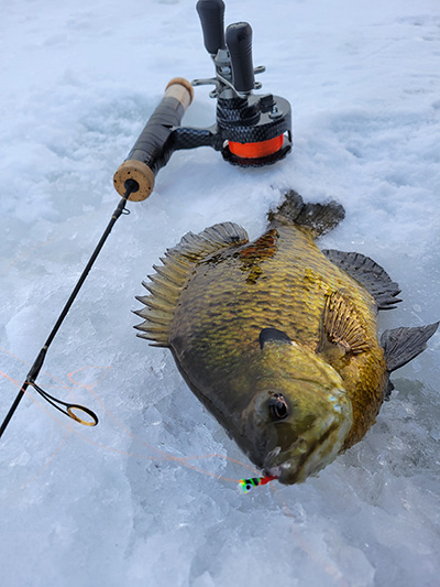 Giant Bluegill caught on ice