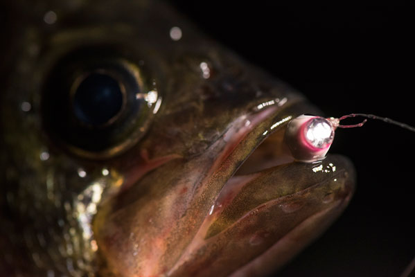 Glowing bait under the ice while fishing