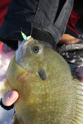 Crappie Ice Fishing Jigs