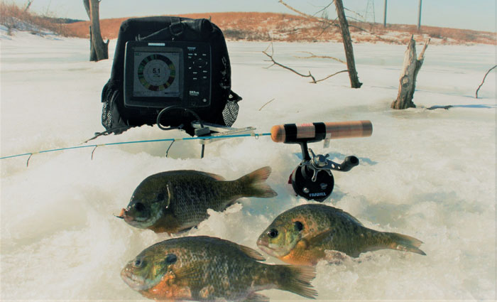 Crappie caught while fishing in the trees