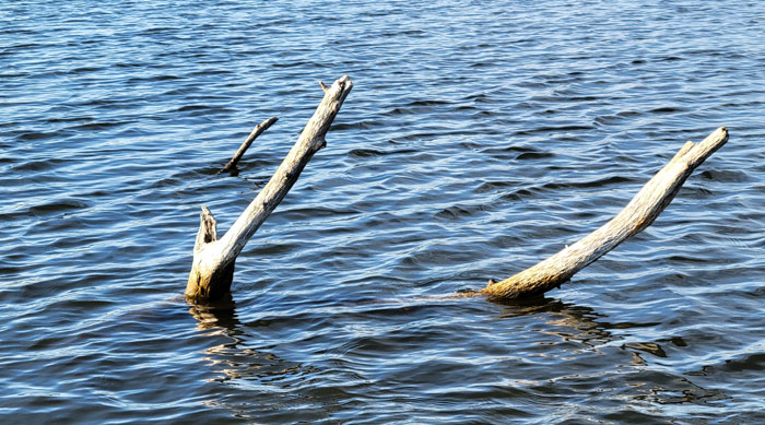 Junk in the water - shown as tree limbs