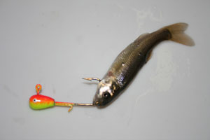 minnow rig