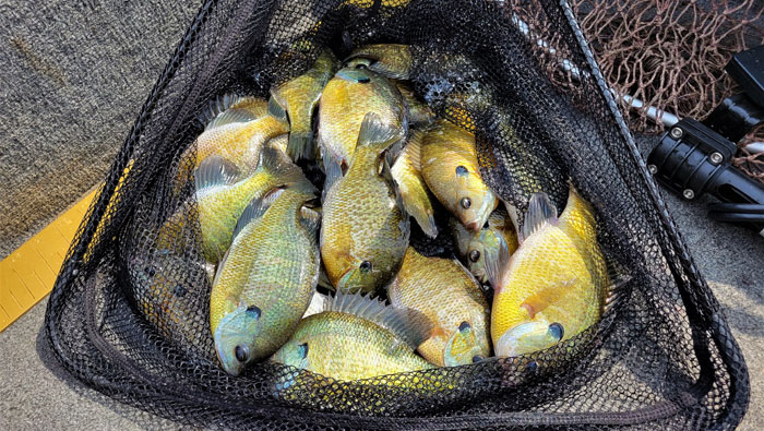 A net full of bluegills