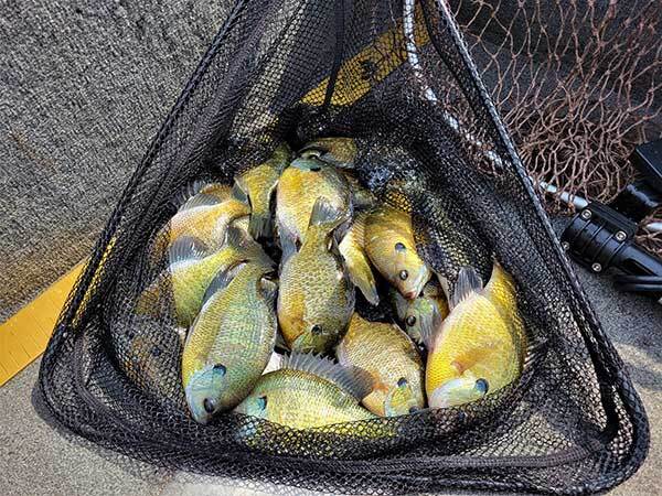 a netfull of crappie and bluegill