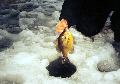 A gorgeous example of a panfish