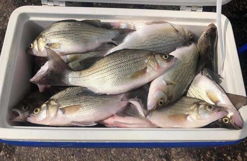 Our cooler jam packed with white bass