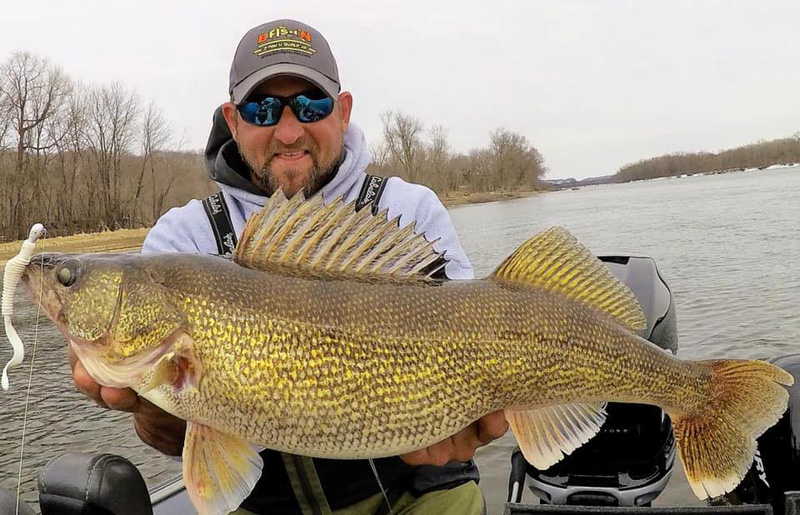 Jigging up a Limit of Cold Water Sauger!! (Mississippi River Fishing) 