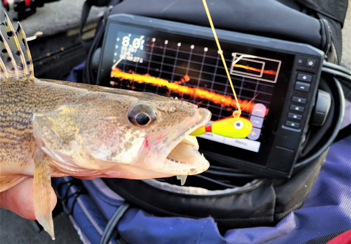 Big Walleye on a dragging jig, found with my live scope