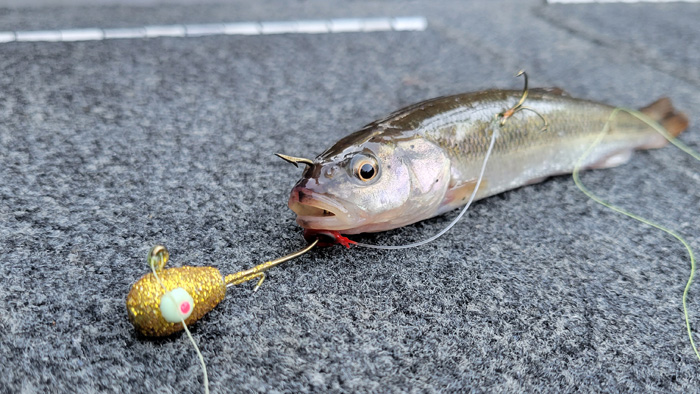 minnow attached to H20 jig in glitter gold