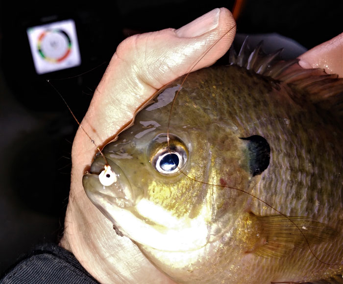 Tiny jig catches big crappie