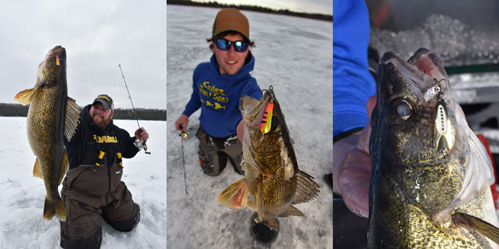 several walleye caught with a spoon