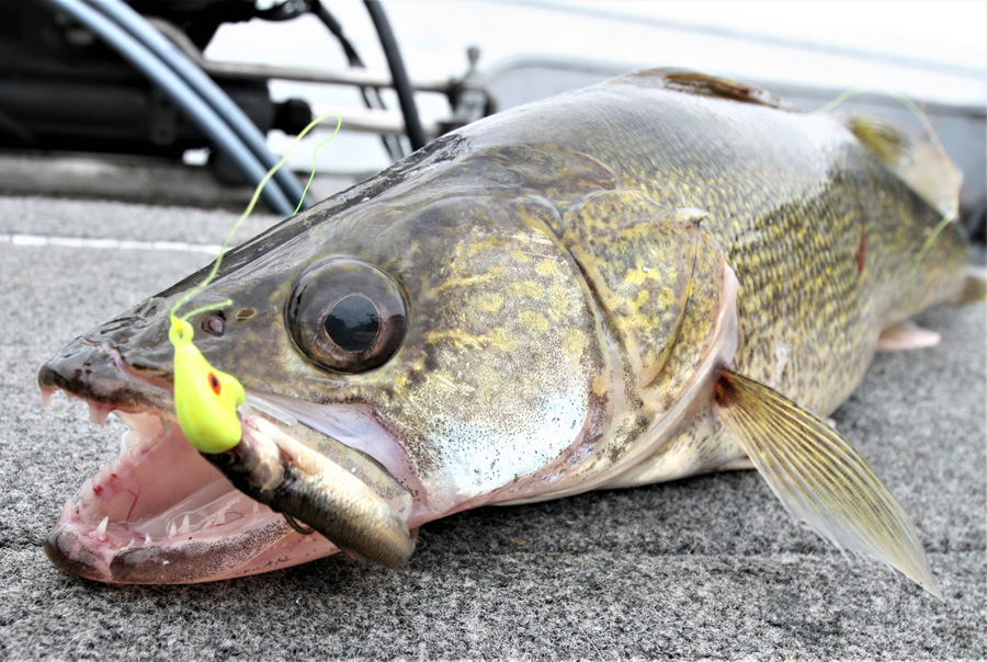 A HUGE Walleye caught with a Draggin' Jig still in its mouth!