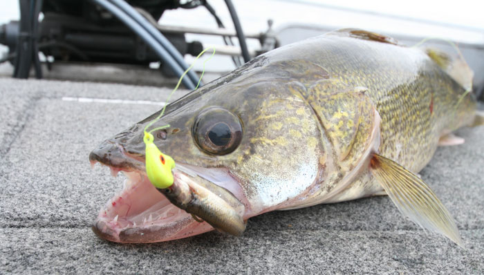 Livescoping Walleye on AuthentX Paddletails- Plus Bonus White Bass Action  on Bladebaits! - Custom Jigs & Spins