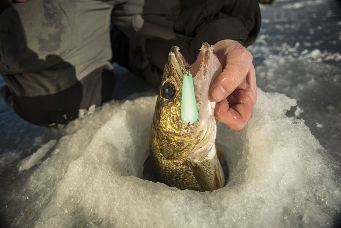 walleye coming out of the ice caught with a Slender Spoon ice fishing lure