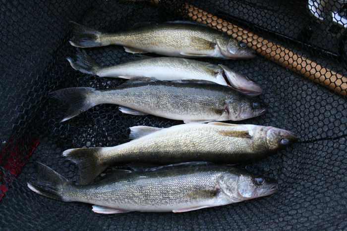 A big pile of early walleye