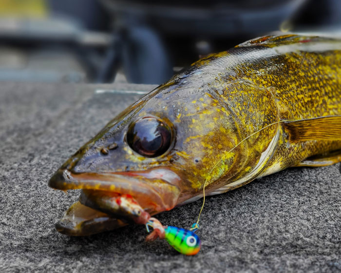 This walleye totally chomped our H20 Jig