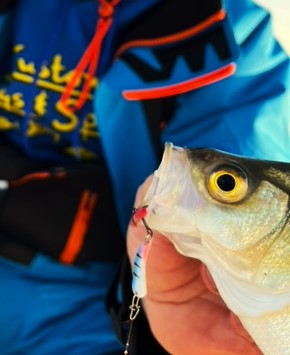 White bass with slender spoon in his mouth