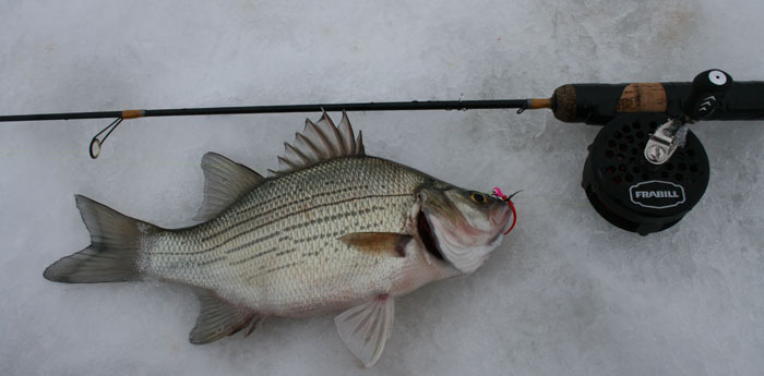 Yummy! White bass is shown on ice with jig still in mouth and attached to a rod with a Frabill reel