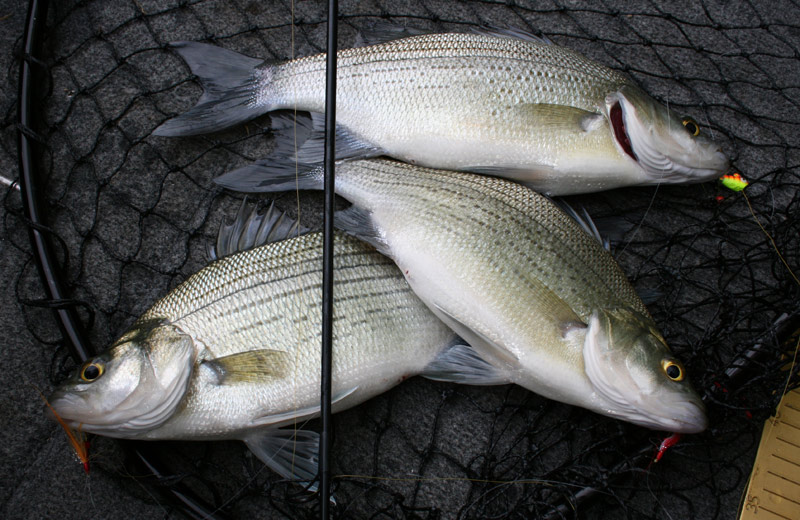 Catching tons of white bass on a double rig